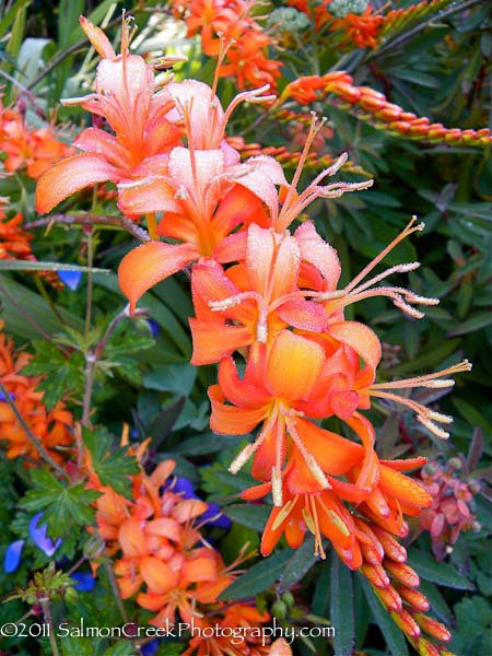 Crocosmia ‘Walberton Orange’