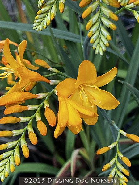 Crocosmia Walberton Yellow