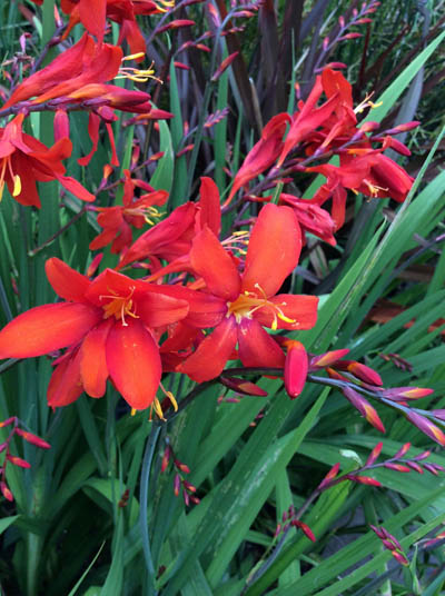 Crocosmia ‘Zeal Tan’