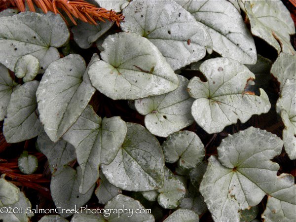 Cyclamen hederifolium Silver Streamers