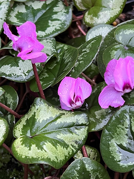 Cyclamen coum