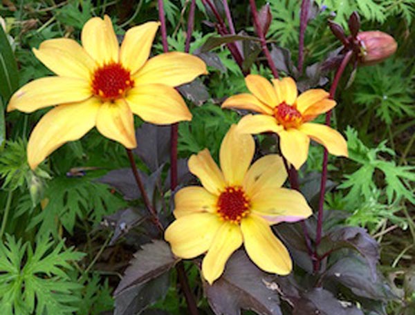 Dahlia ‘Bishop Of York’