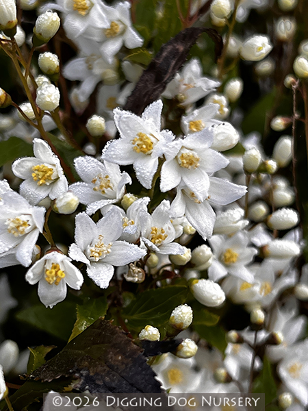Deutzia gracillis &lsquo;Nikko&rsquo;