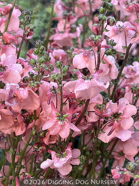 Diascia Blackthorn Apricot