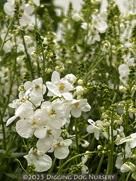 Diascia ‘Trinity Grace’