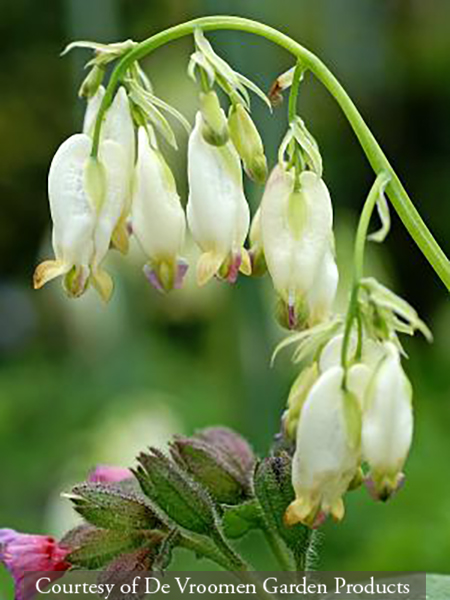 Dicentra &lsquo;Aurora&rsquo;
