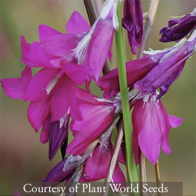 Dierama ‘Blackberry Bells’