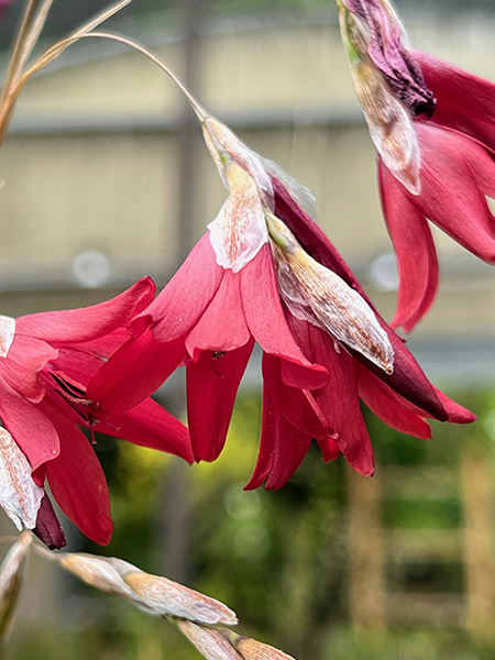 Dierama ‘Blood Drops’