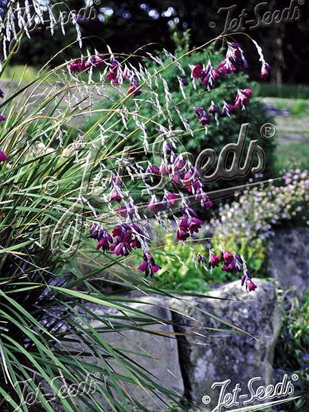 Dierama pulcherrimum ‘Dark Cerise’