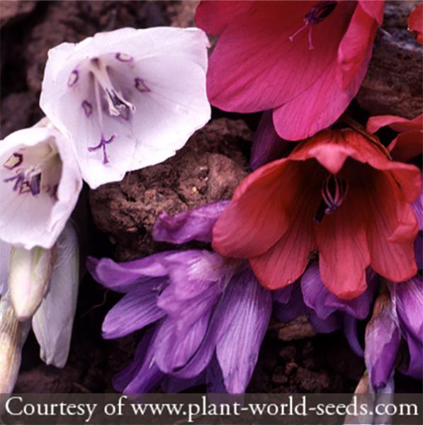 Dierama ‘Plant World Jewels’