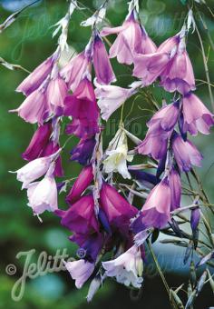 Dierama pulcherrimum ‘(Slieve Donard hybrid)’