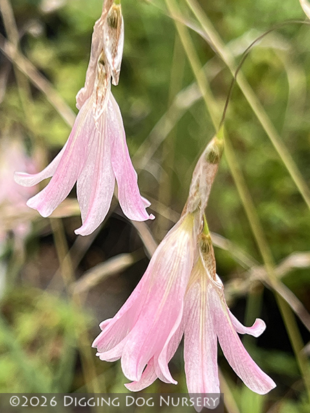 Dierama Spring Dancer