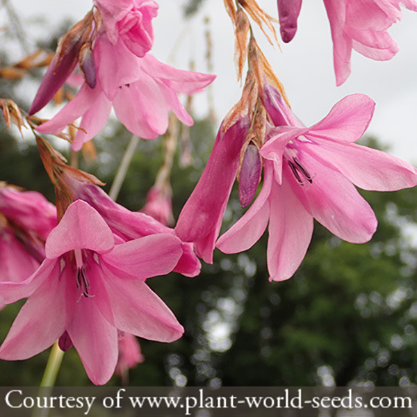 Dierama adelphicum