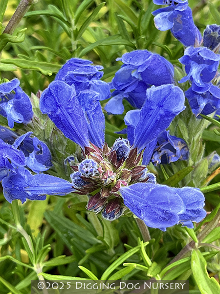 Dracocephalum argunense ‘Fuji Blue’