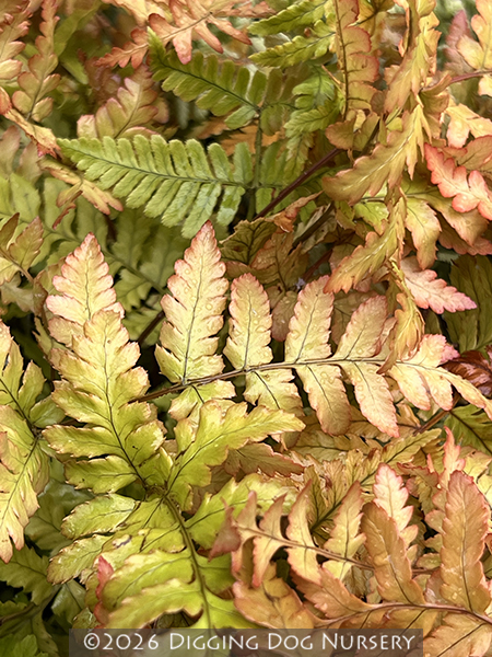 Dryopteris erythrosora &lsquo;Brilliance&rsquo;