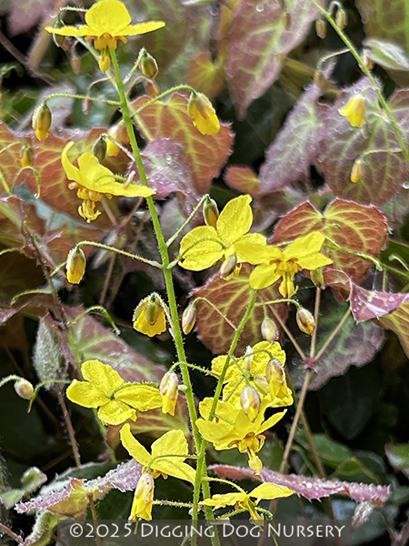 Epimedium versicolor Sulphureum