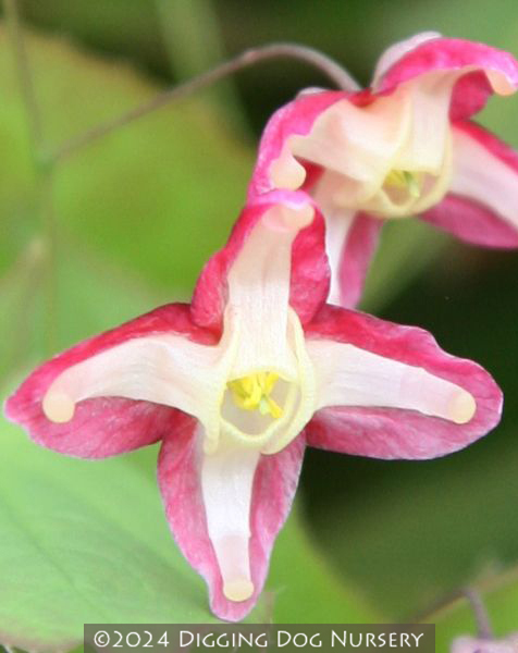 Epimedium rubrum