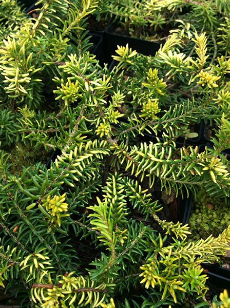 Erica carnea ‘Golden Starlet’