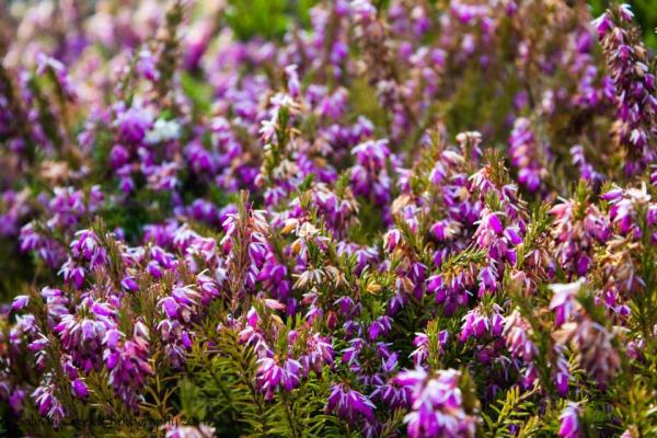 Erica carnea Pink Spangles