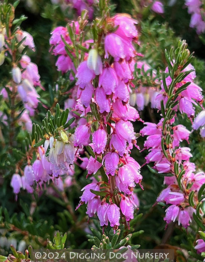 Erica carnea &lsquo;Springwood Pink&rsquo;