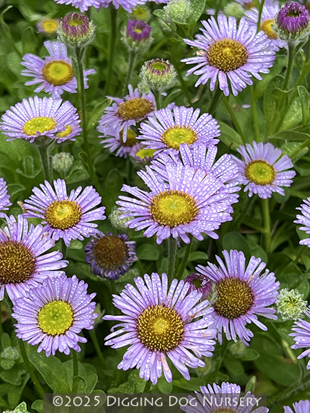 Erigeron glaucus ‘Cape Sebastian’