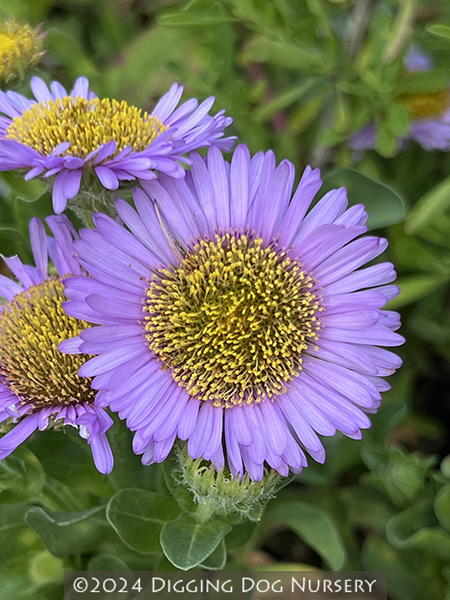 Erigeron glaucus Wayne Roderick