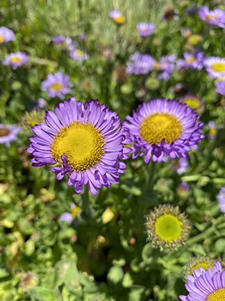 Erigeron glaucus ‘Wayne Roderick’