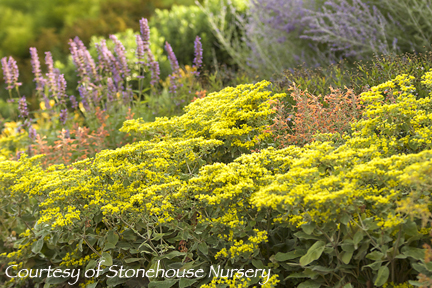 Eriogonum allenii Little Rascal