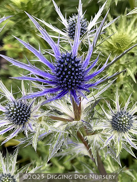 Eryngium ‘Big Blue’