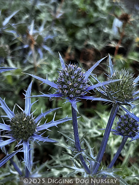 Eryngium Lapis Blue