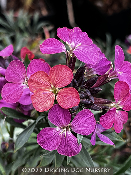 Erysimum ‘Wenlock Beauty’