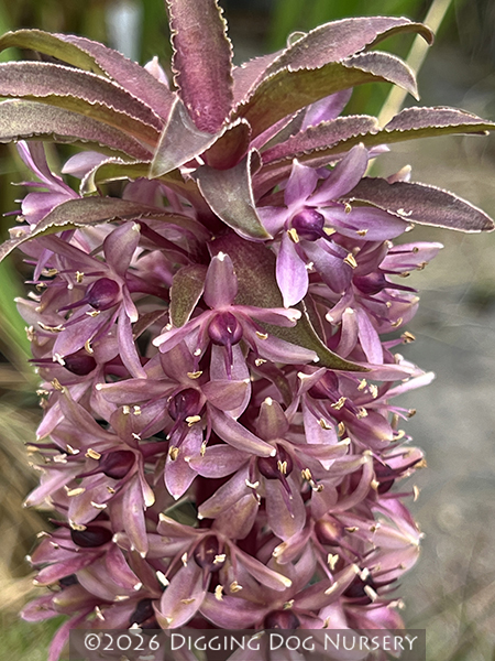 Eucomis comosa Sparkling Burgundy