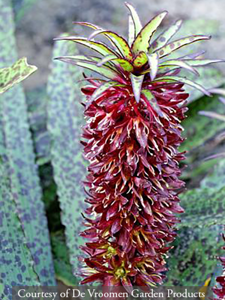 Eucomis comosa &lsquo;Sparkling Burgundy&rsquo;