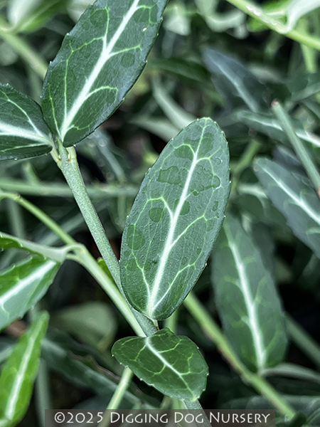 Euonymus fortunei ‘Wolong Ghost’