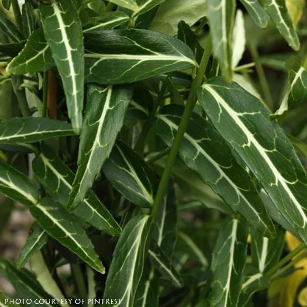 Euonymus fortunei Wolong Ghost