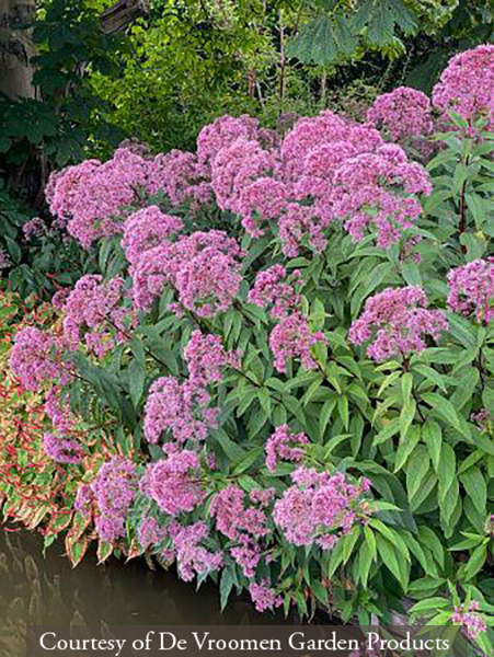 Eupatorium maculatum ‘Gateway’