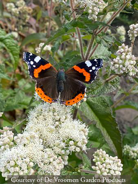 Eupatorium ‘Snowball’