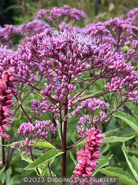 Eupatorium purpureum