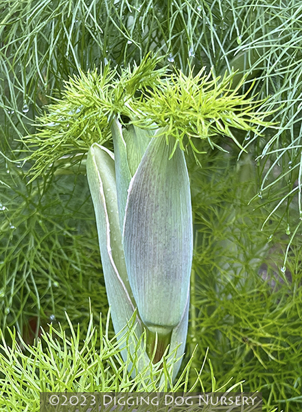 Ferula communis
