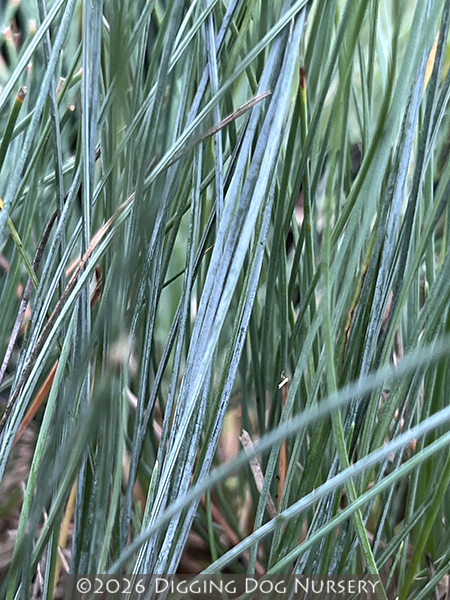Festuca idahoensis Stony Creek