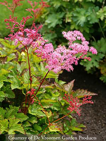Filipendula Kahome