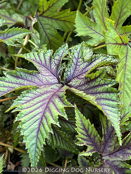 Filipendula Red Umbrellas