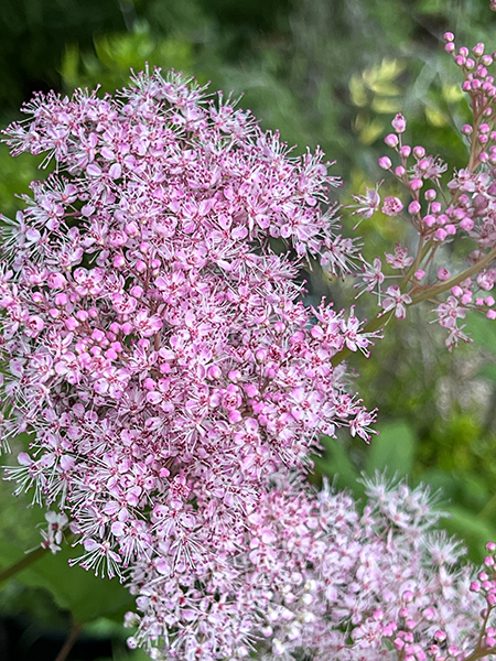 Filipendula rubra ‘Venusta’