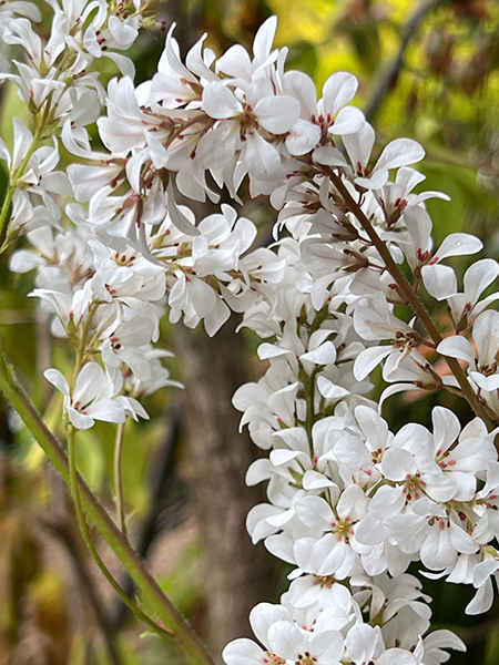 Francoa ramosa