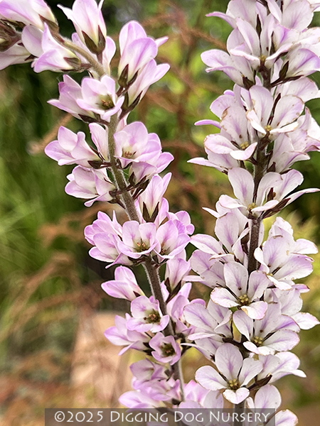 Francoa sp. (Lavender-flowered)