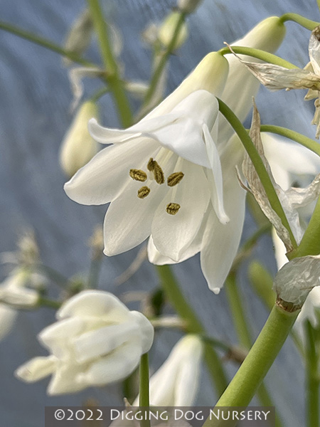 Galtonia candicans
