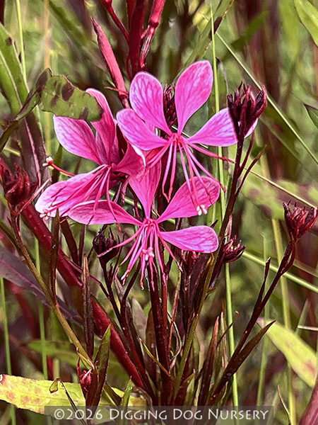 Gaura lindheimeri &lsquo;Pink Cloud&rsquo;