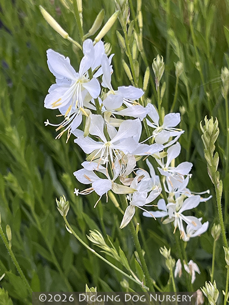 Gaura lindheimeri &lsquo;So White&rsquo;