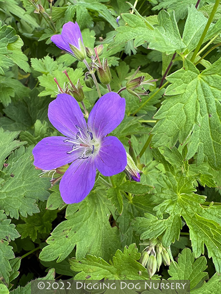 Geranium sylvaticum ‘Birch Lilac’
