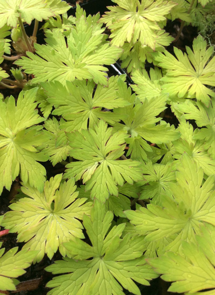 Geranium ‘Blogold’